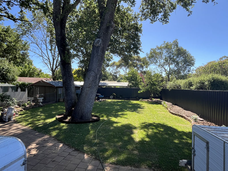 Backyard lawn and paved path curving around a large gum tree